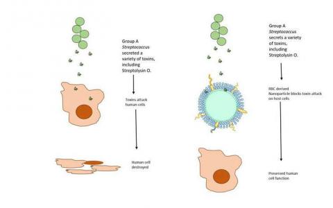 纳米海绵减轻了链球菌感染的严重程度