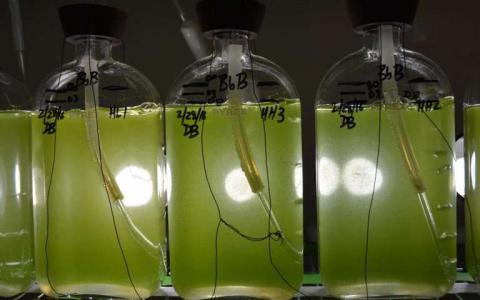 燃料生产藻类的基因组序列宣布