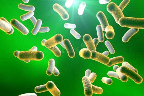 优秀运动员微生物组含有增强细菌的作用