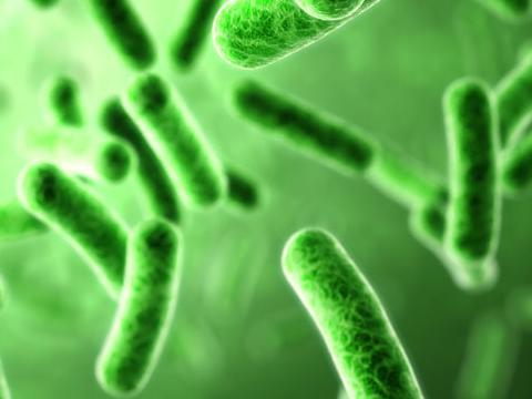 植物性食物可以将抗生素抗性超级细菌传播给人类