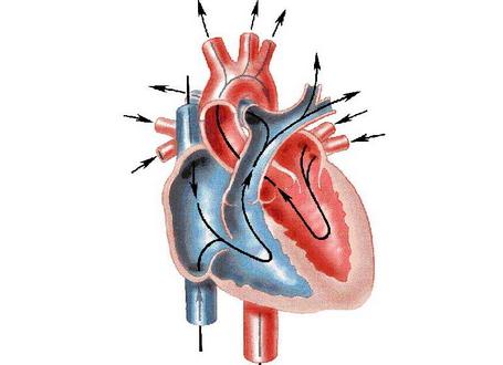 科学家研究了从健康心脏到心力衰竭过渡的基因组支柱