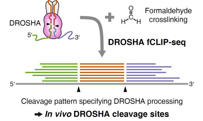 科学家开发了一种新方法来了解DROSHA蛋白切割的位置和位置