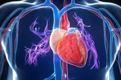 血流改变信号心脏细胞再生