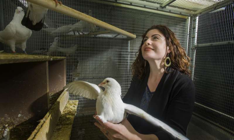 鸽子研究涉及科学中的性别歧视参与生殖控制的基因差异很大