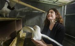 鸽子研究涉及科学中的性别歧视参与生殖控制的基因差异很大