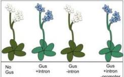 植物基因可能缺乏开关但具有音量控制