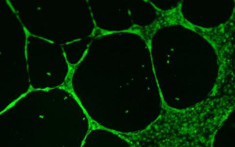 AXT通过StemBioSys的解决方案增强了细胞研究产品组合