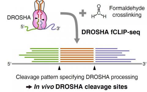 科学家开发了一种新方法来了解DROSHA蛋白切割的位置和位置