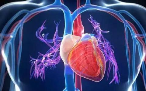血流改变信号心脏细胞再生