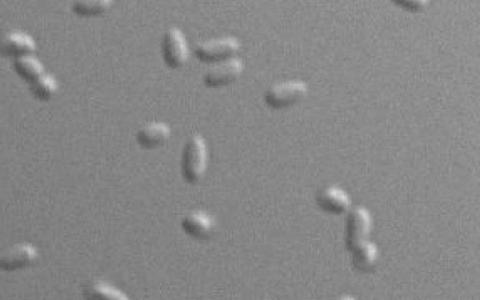 新的研究解释了致命细菌的非凡弹性