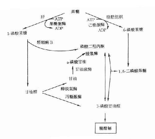 糖醛酸途径中的代谢中间体损害肺癌转移