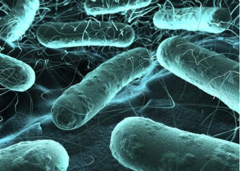 研究表明胃干细胞如何对抗定植细菌
