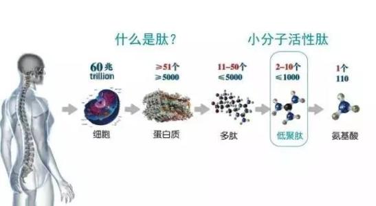 研究人员揭示了与阿尔茨海默氏症相关的蛋白质的基本作用