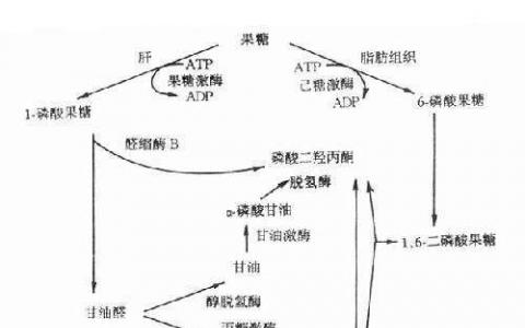 糖醛酸途径中的代谢中间体损害肺癌转移