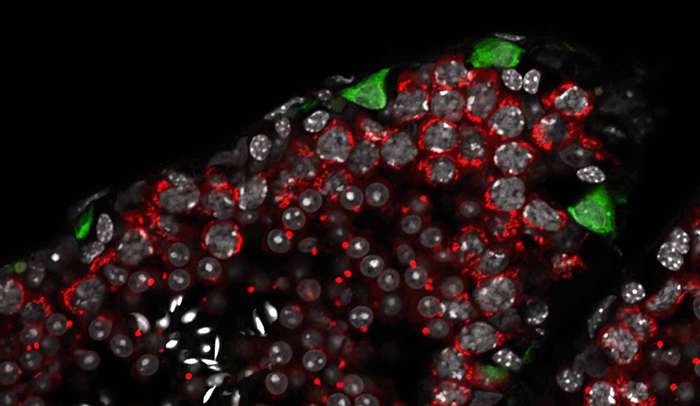射击信使一种蛋白质如何允许生殖细胞发育