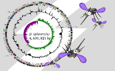 科学家发现主开关可以打开沉默的生物合成基因簇