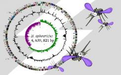 科学家发现主开关可以打开沉默的生物合成基因簇