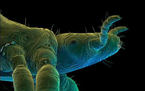 虱子和它们的细菌伙伴一起进化了数百万年