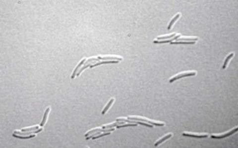 研究发现细菌中细胞大小的基本单位
