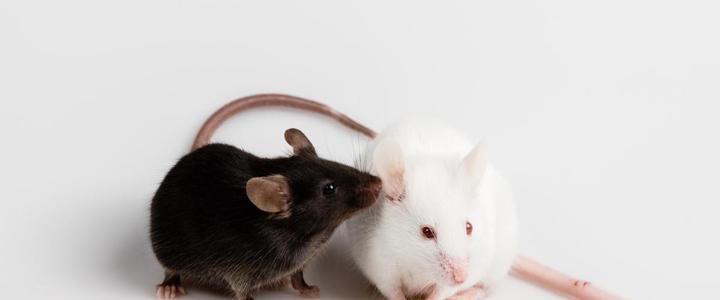 开发的小鼠基因活动数据库