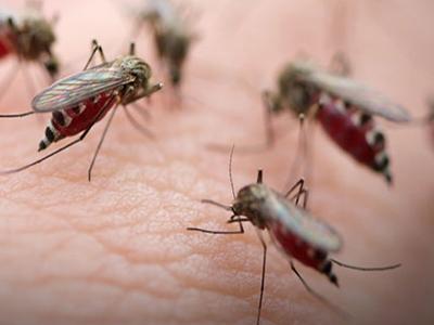 科学家们发现了治疗疟疾的途径