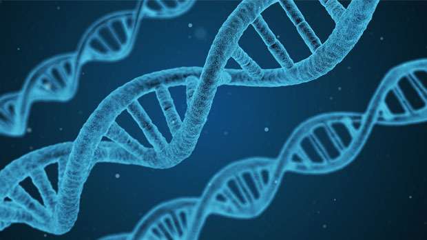 关于CRISPR基因组编辑的九个问题得到了解答