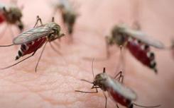 科学家们发现了治疗疟疾的途径