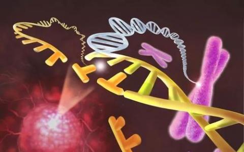 研究解决了复杂microRNA癌基因的神秘面纱