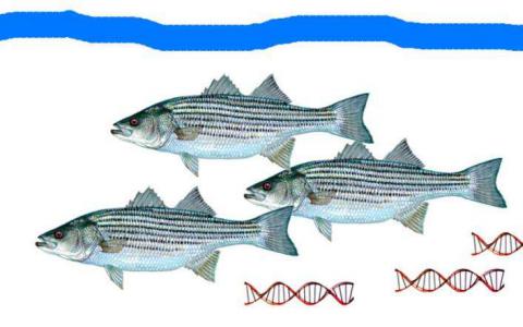 自由浮动的eDNA识别海洋生物的存在和丰富