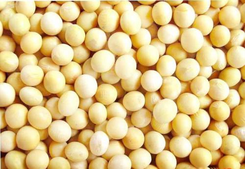 大豆浓缩蛋白可以替代断奶仔猪日粮中的动物蛋白质