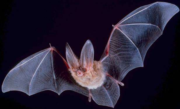 在东北地区杀死数百万只蝙蝠的致命真菌已蔓延到德克萨斯州