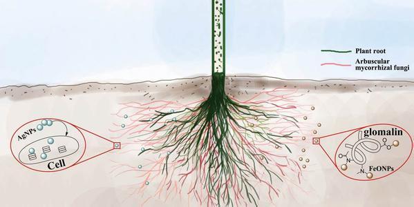 4亿年稳定的关系线索到丛枝菌根共生的平衡分子基础