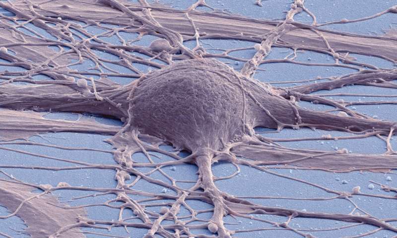 在四篇相关论文中研究人员描述了新的和改进的干细胞研究工具
