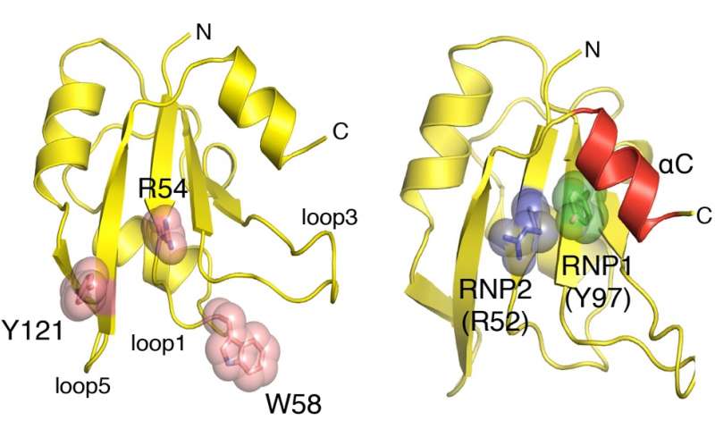 研究揭示了RNA结合蛋白的多任务秘密