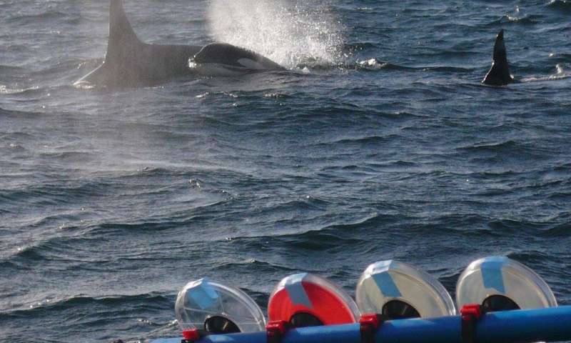 “鲸呼吸”揭示了威胁濒临灭绝的虎鲸的细菌