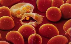 程序化蛋白质可能有助于预防疟疾