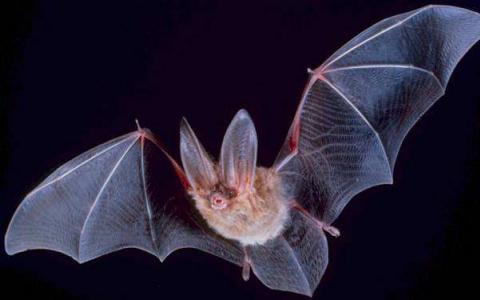 在东北地区杀死数百万只蝙蝠的致命真菌已蔓延到德克萨斯州