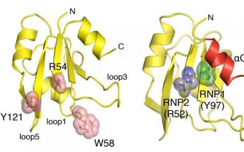 研究揭示了RNA结合蛋白的多任务秘密