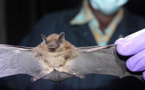 在乌干达蝙蝠中发现的MERS样冠状病毒新病毒不太可能传播给人类