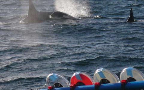 “鲸呼吸”揭示了威胁濒临灭绝的虎鲸的细菌