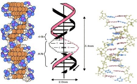 DNA组装成纳米结构 如管和折纸形状