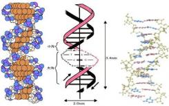 DNA组装成纳米结构 如管和折纸形状