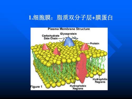 研究人员研究了细菌膜蛋白的运输机制