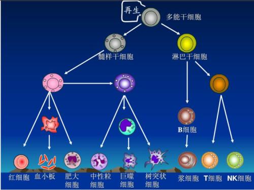 新研究可能会改变我们对干细胞如何分化的理解