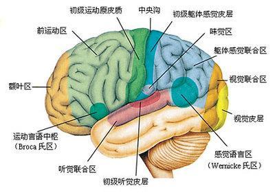 研究揭示了大脑的基本结构是如何形成的