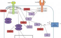 在leptin基因中发现了新的突变