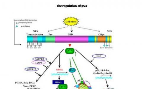 研究鉴定了与调节基因p53的过程相互作用的蛋白质