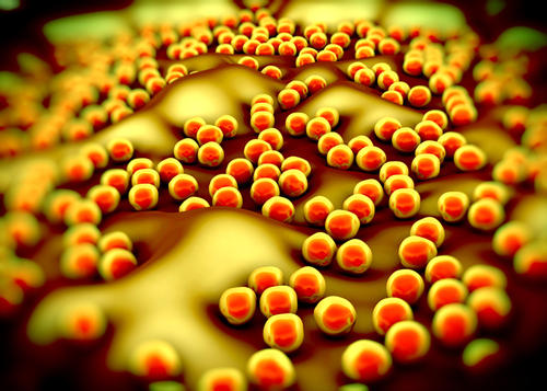 人鼻中的Lugdunin对金黄色葡萄球菌具有很强的抗菌作用