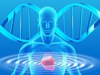 研究揭示了在压力 衰老过程中如何改变产生健康心脏组织的遗传信息