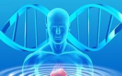 研究揭示了在压力 衰老过程中如何改变产生健康心脏组织的遗传信息